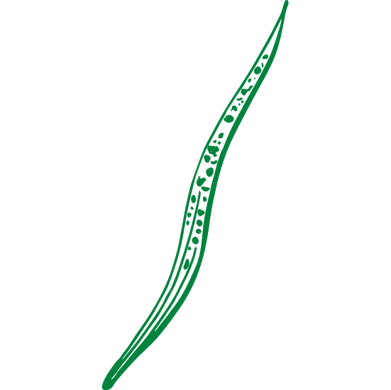 Septoria spp